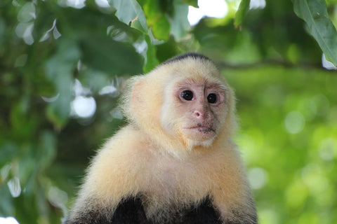 singe-capucin-parc-national-manuel-Antonio-Costa-Rica
