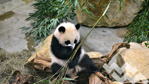 panda eating bamboo