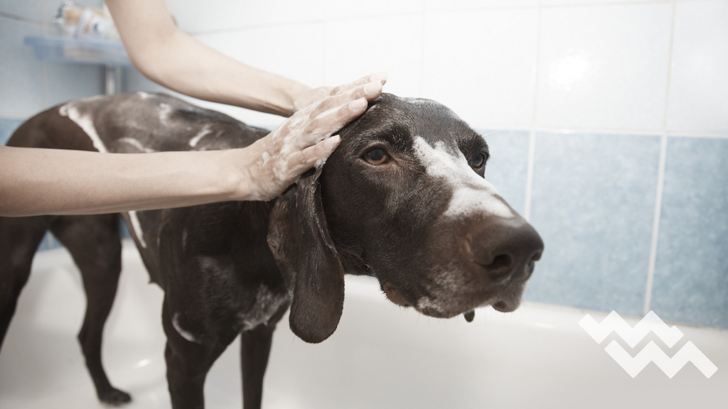 Dog Shampooing