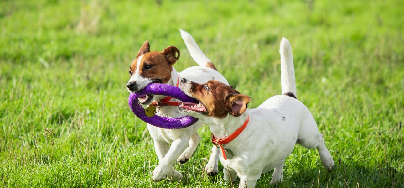 best-grass-for-dogs