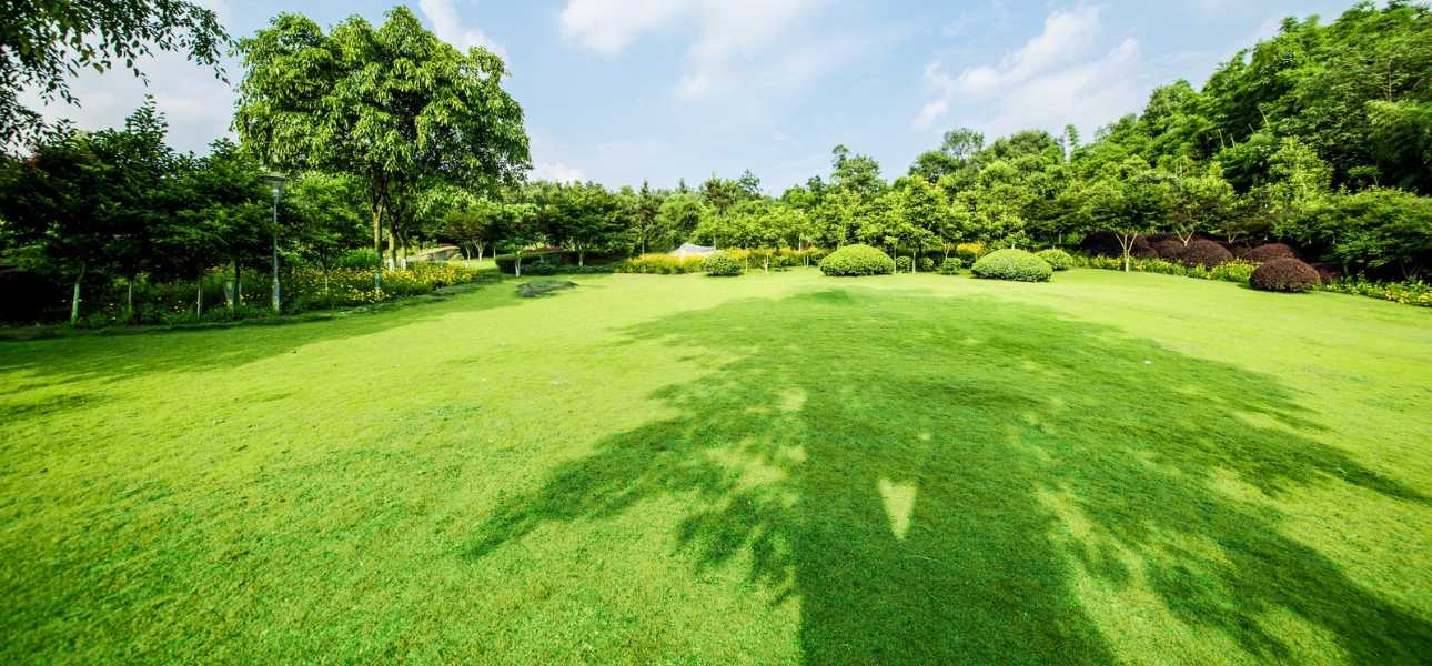 best-grass-for-shade