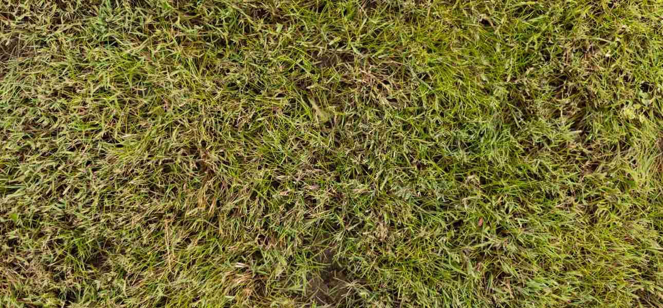 can-you-prevent-urine-spots-on-grass