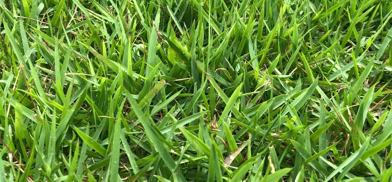 common-lawn-diseases-in-spring