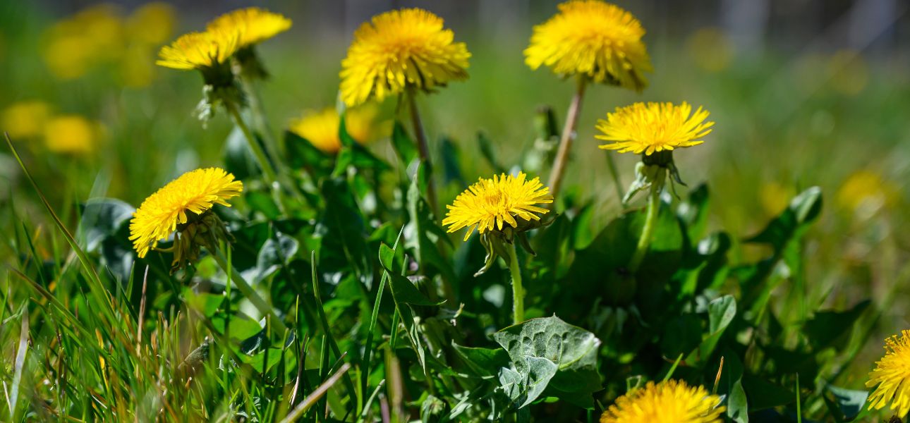 dandelion-common-spring-weed-florida