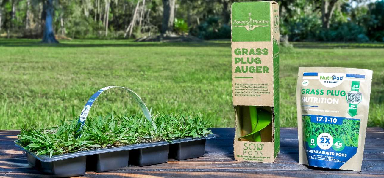 how-to-plant-grass-plugs