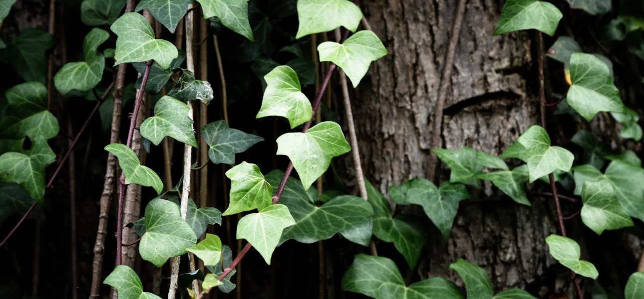 ground-ivy-common-spring-weed-florida