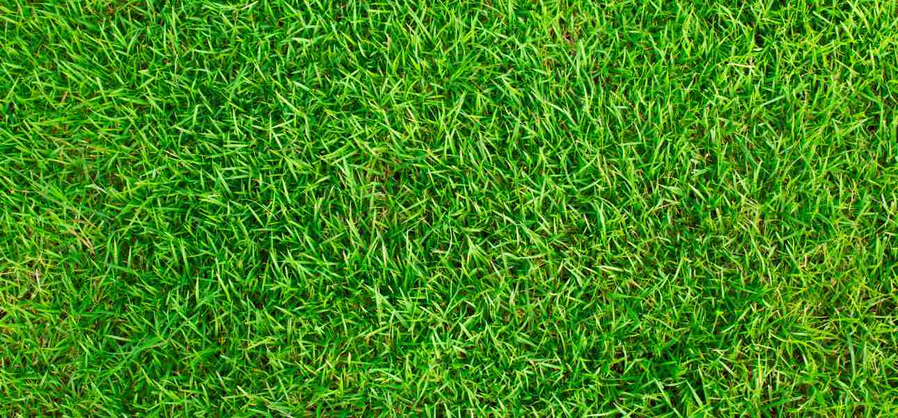 guide-to-aerating-a-lawn