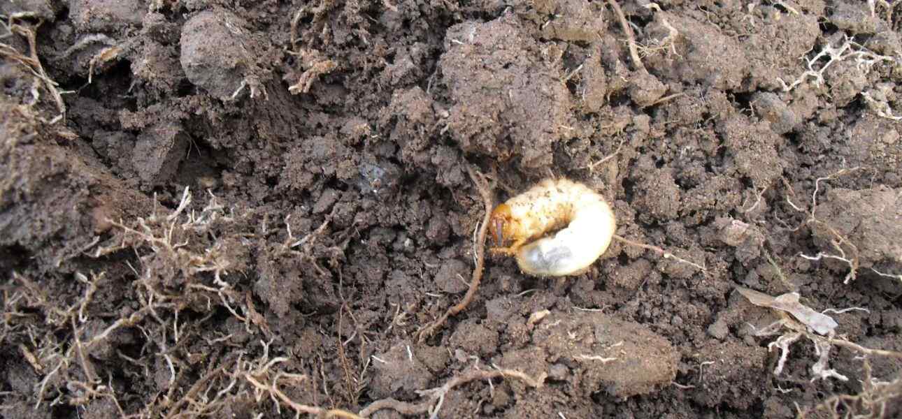 how-to-control-lawn-grubs