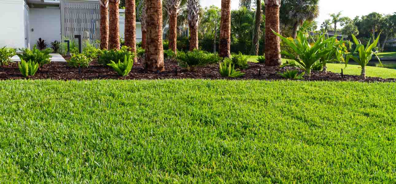 how-to-plant-st-augustine-grass-plugs