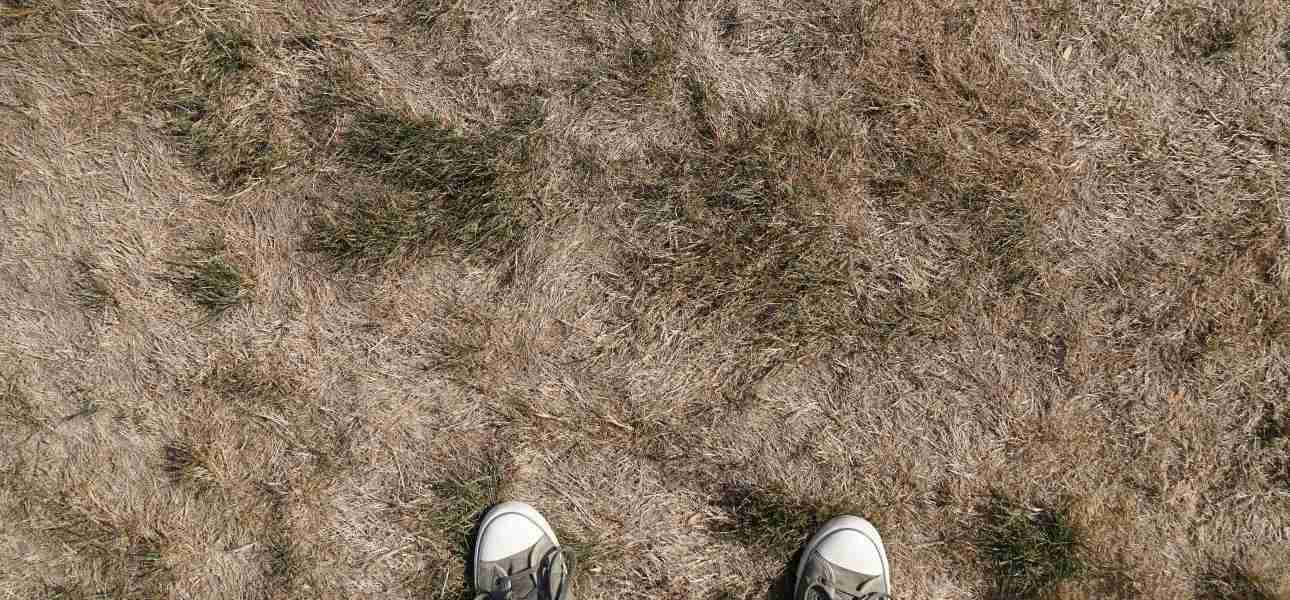 how-to-repair-dead-patches-of-grass