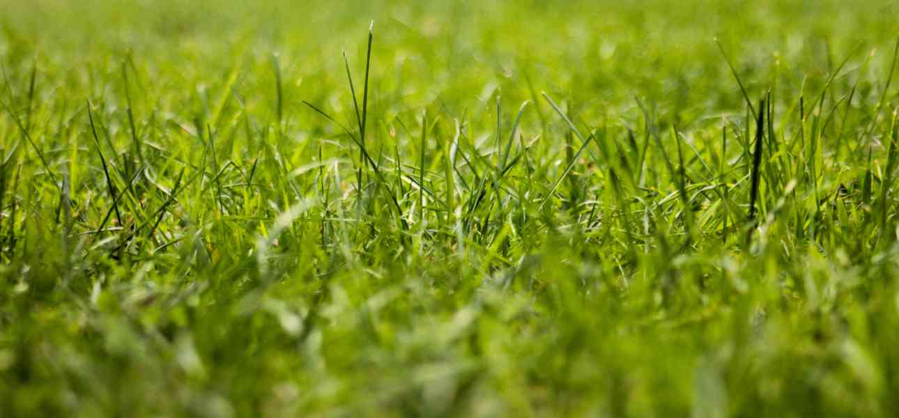 how-to-treat-zoysia-grass-diseases