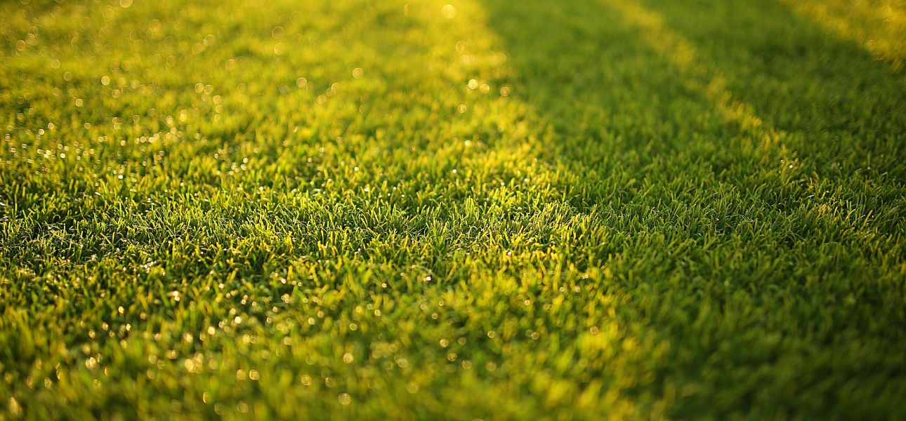 lawn-care-myths-that-damage-grass