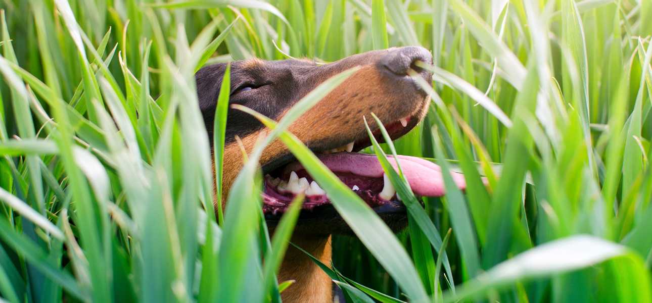 repairing-dog-damaged-lawn