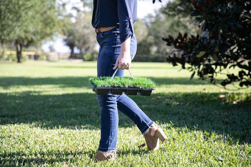 repair-lawn-with-grass-plugs