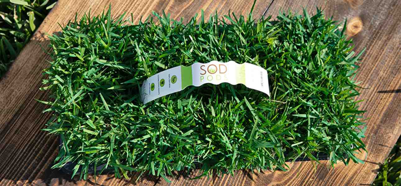 sodpods-grass-plugs-for-shade