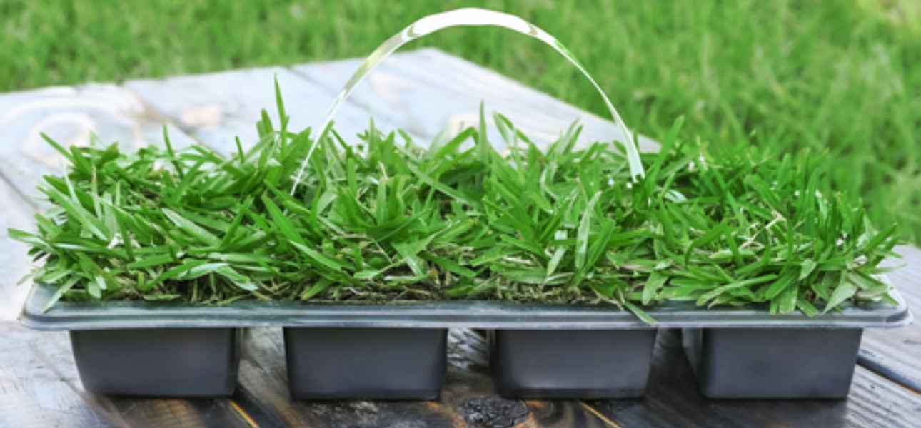 sodpods-st-augustine-grass-plugs-on-tray