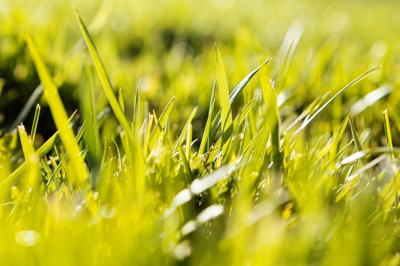 spring-lawn-care-maintenance-checklist