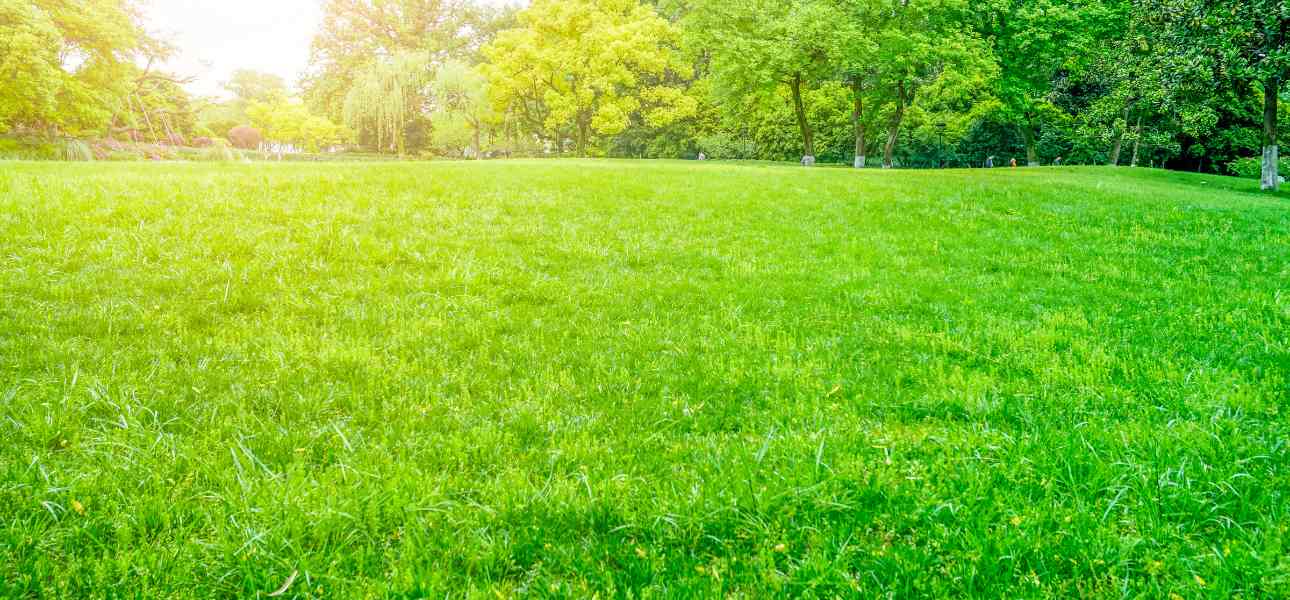 spring-lawn-care-tips