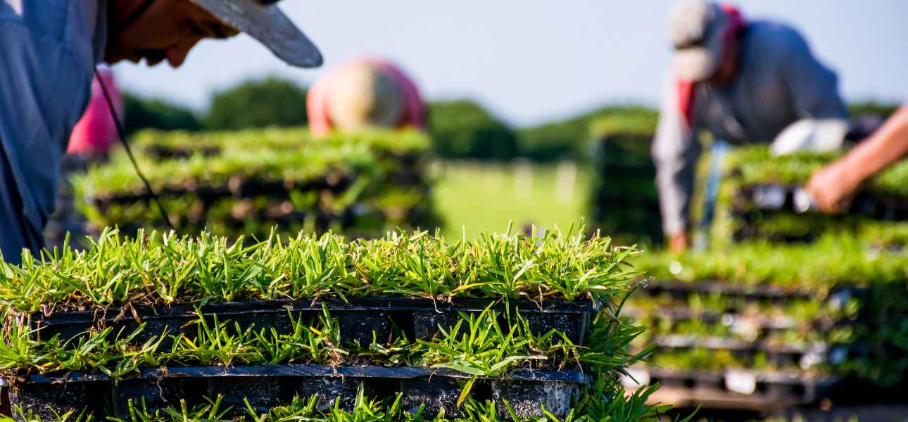 types-of-st-augustine-grass