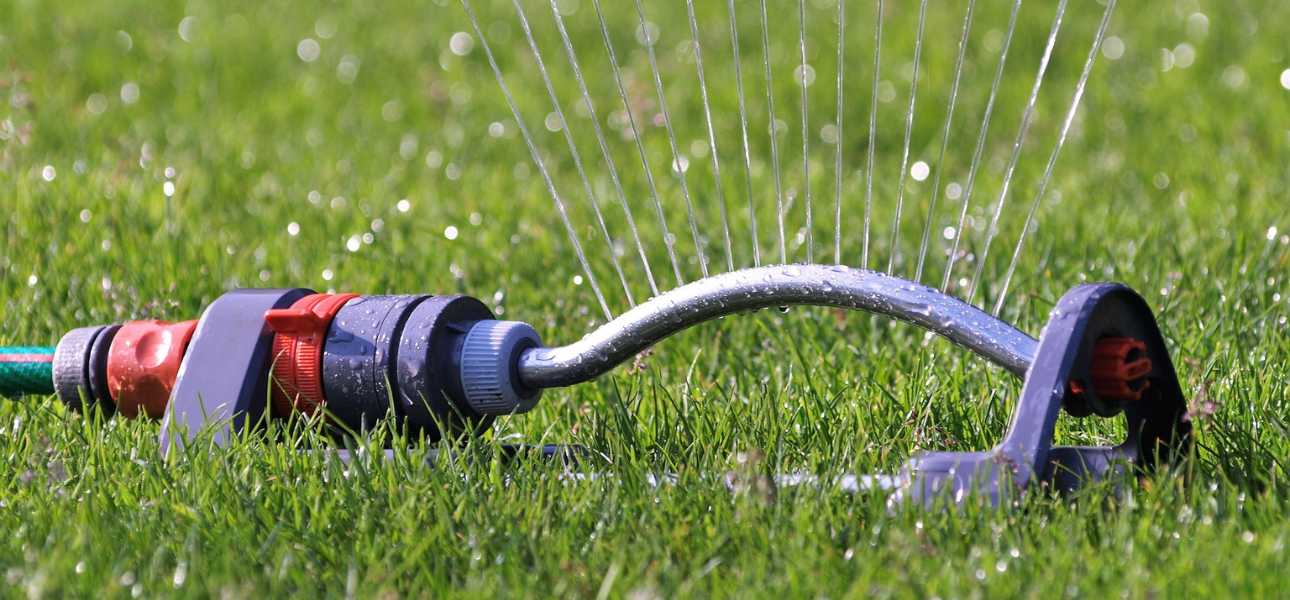 watering-grass-plugs-in-shaded-areas