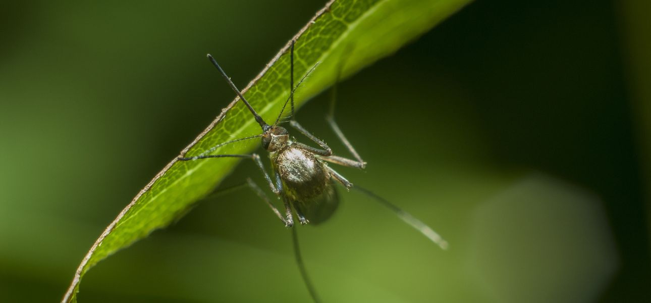 what-attracts-insects-to-your-lawn