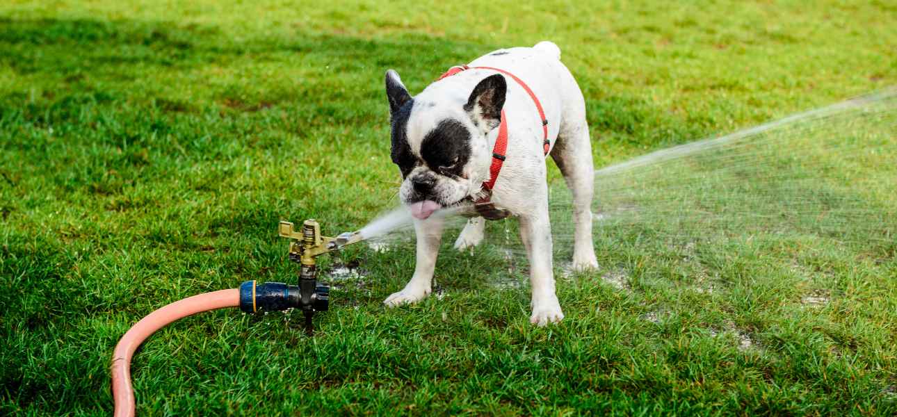 what-grass-is-best-for-dogs