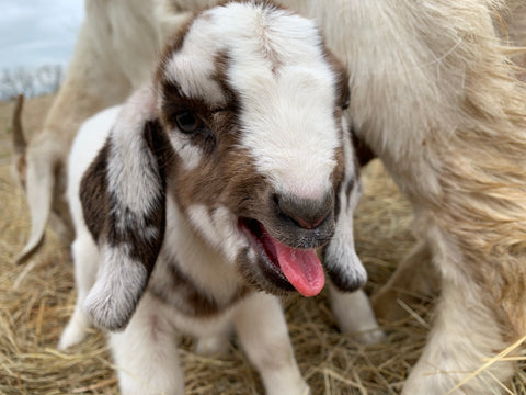 cute goats smiling