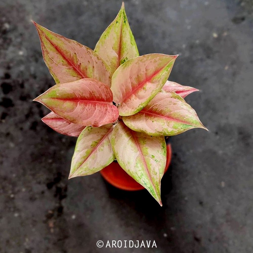 aglaonema light of diamond