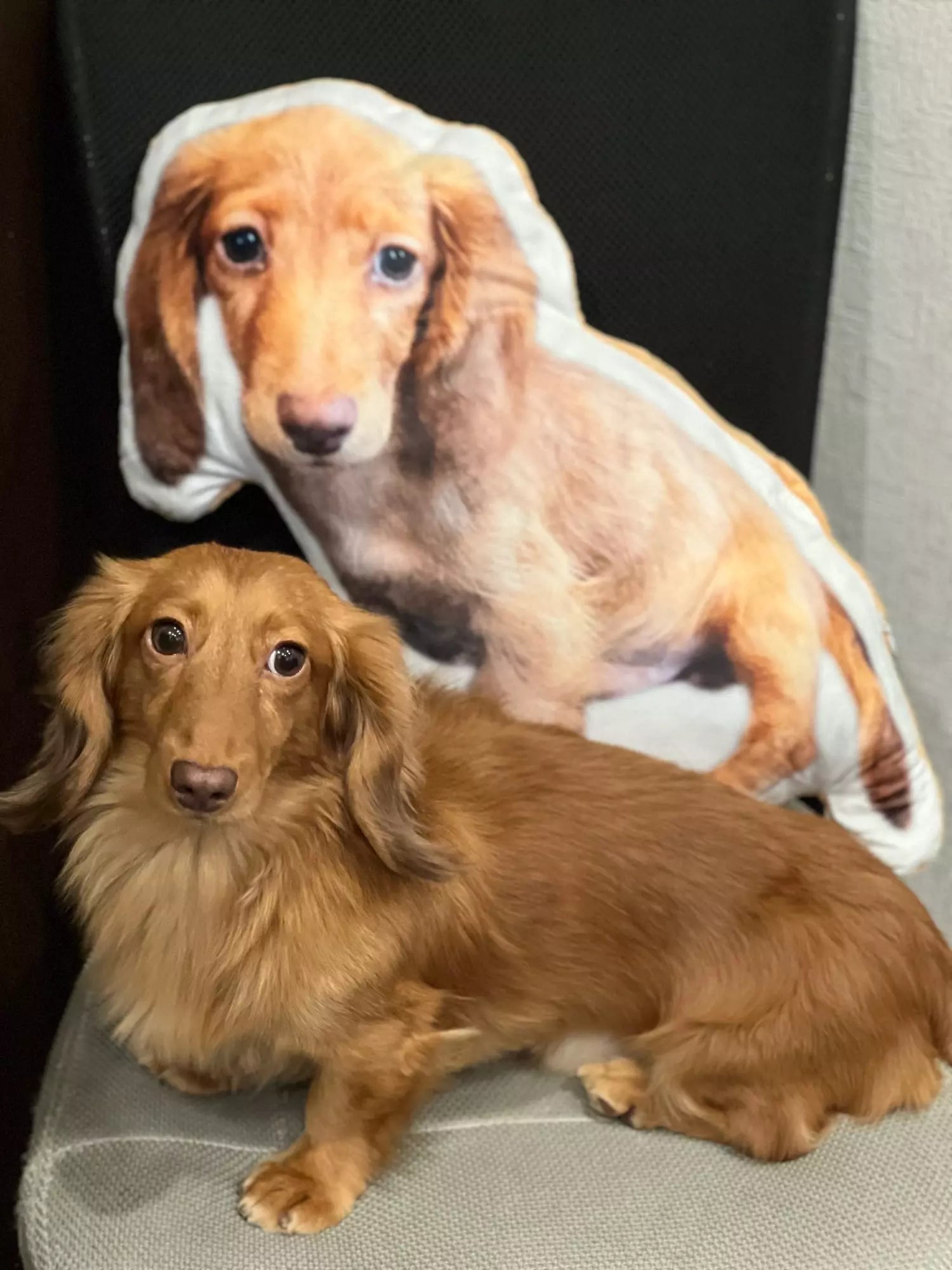 Almofada Personalizada Com a Foto do Seu Pet