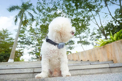 Coleira Com GPS para Cães e Gatos Longa Distância