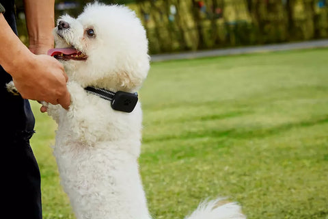 Coleira Com GPS para Cães e Gatos Longa Distância