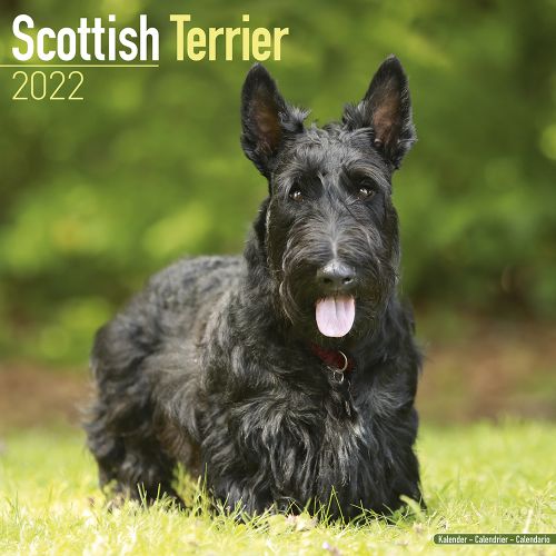 Scottish Terrier 2022 ONLINE EXCLUSIVE Square Wall Calendar