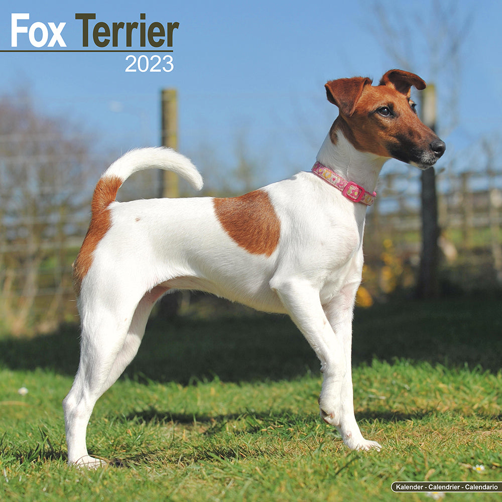 what health problems do fox terriers have