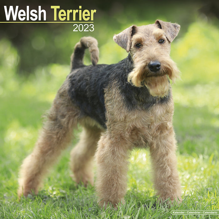 are welsh terriers good with cats