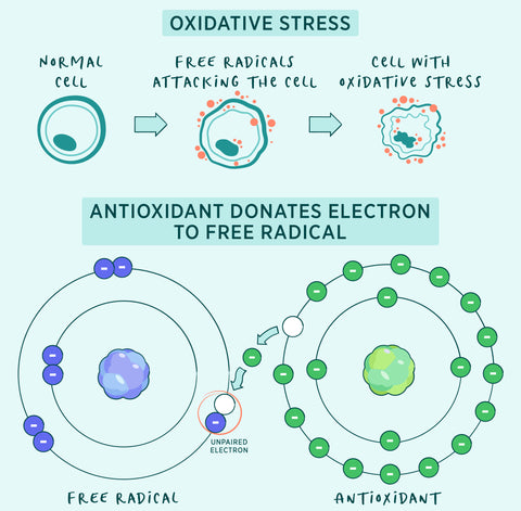 Oxidative Stress: Antioxidant donates electron to free radical