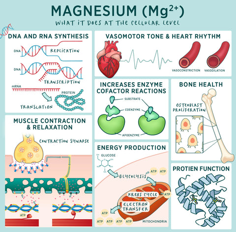 Magnesium: What it does at the cellular level