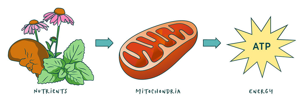 nutrients, mitochondria and energy