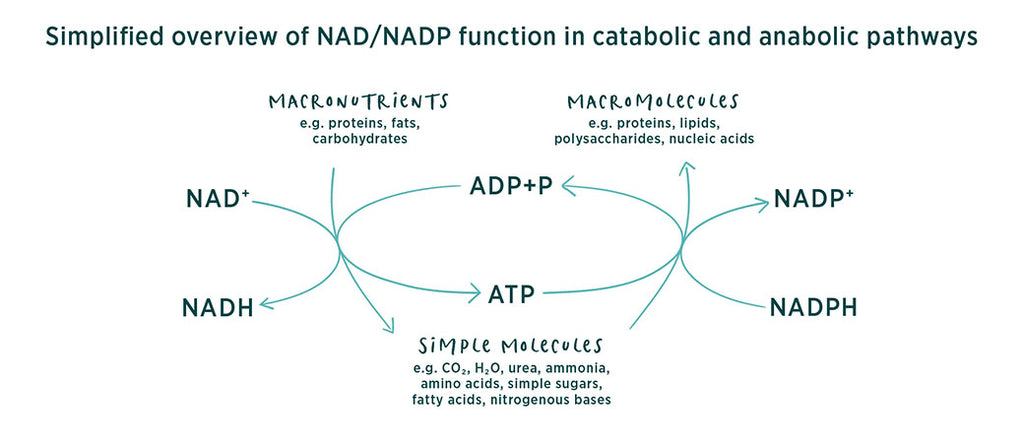 Simplified overview of NAD/NADP function in catabolic and anabolic pathways