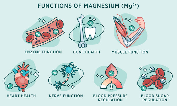 Functions of Magnesium (Mg2+): Enzyme Function, Bone Health, Muscle Function, Heart Health, Nerve Function, Blood Pressure Regulation, Blood Sugar Regulation