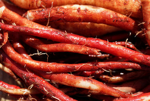 Red Sage Root