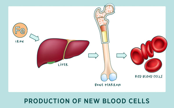 Production of new blood cells: Iron, liver, bone marrow, red blood cells