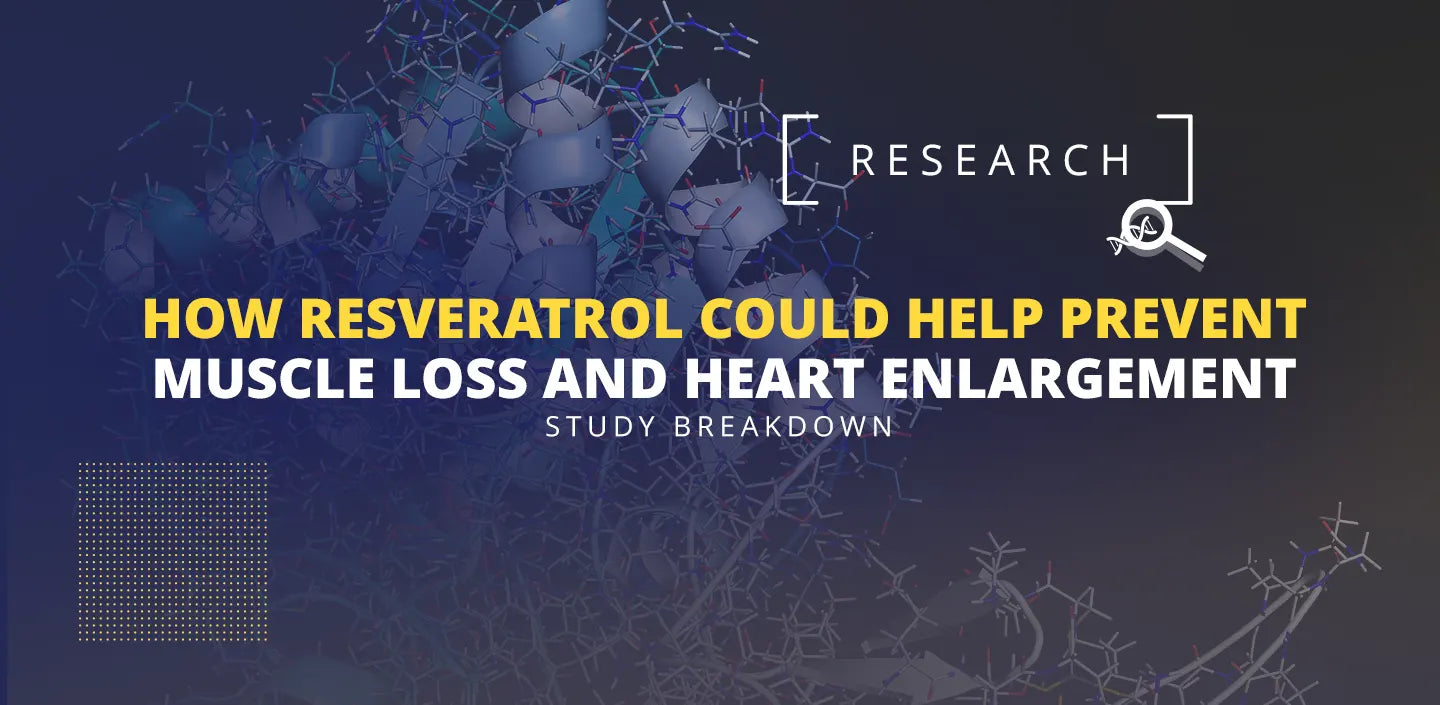 Resveratrol how it could prevent muscle loss, study show sirtuin 1 (SIRT1) activation