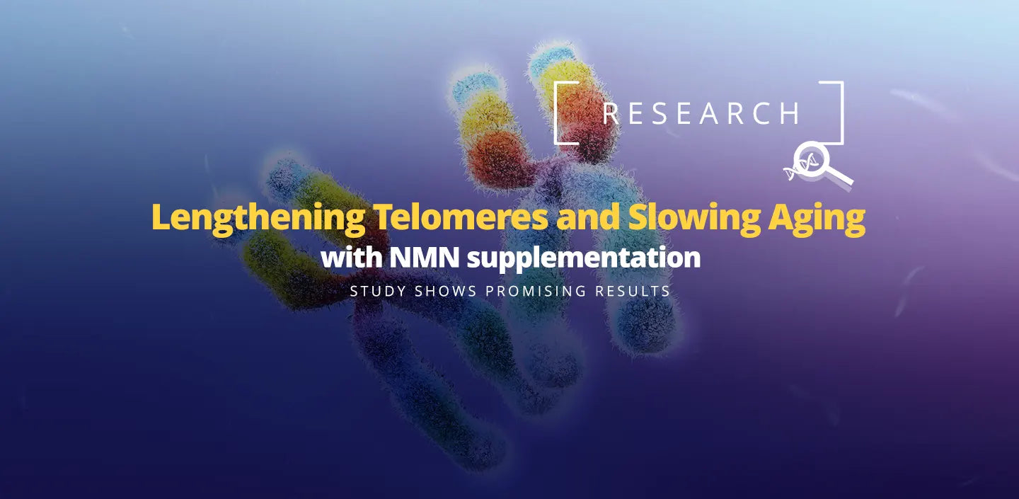 lengtherning telomeres and slowing aging with nmn supplementation. Studie shows promising results.