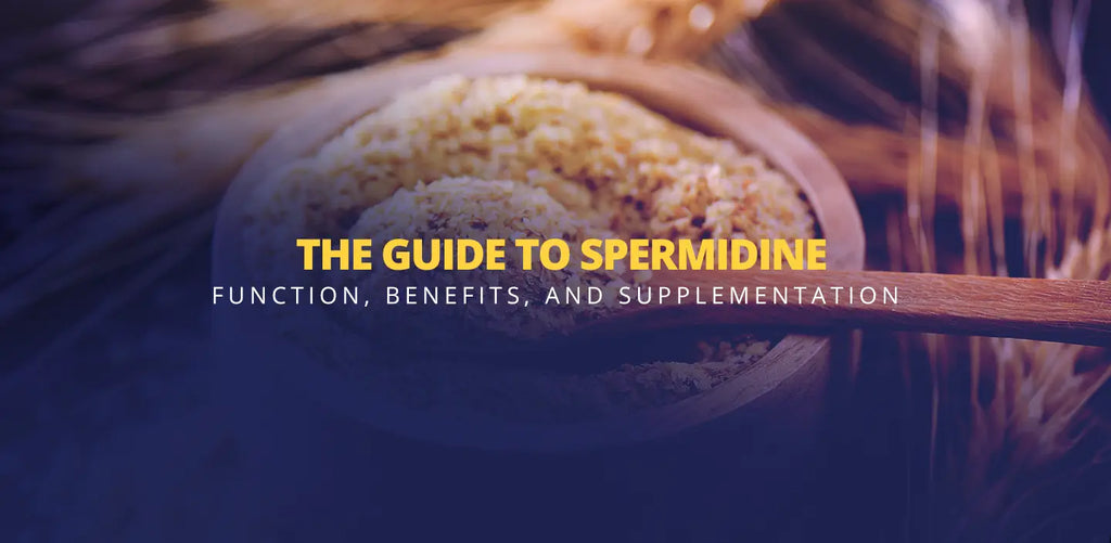What are the spermidine benefits, how does spermidine function and what are the beste supplements?