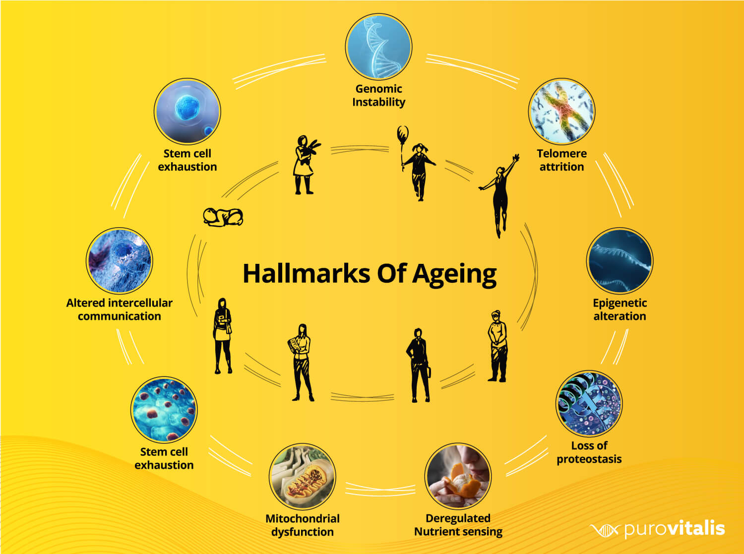 Graphic of the 9 hallmarks of aging