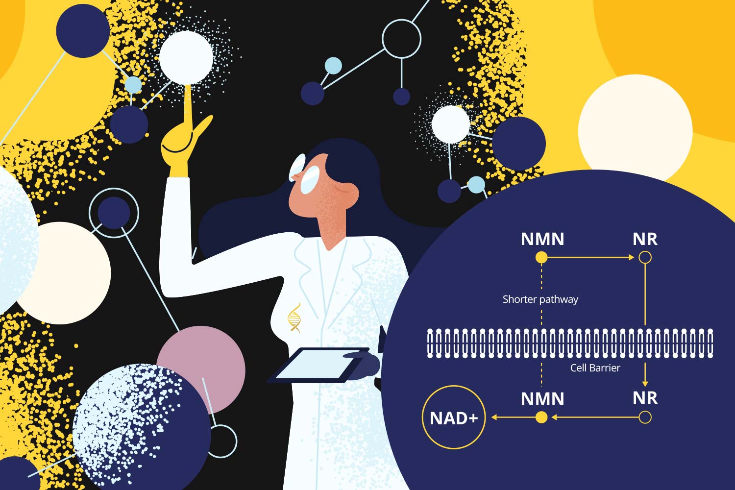 Image of scientist showing the NMN and NR pathway converting to NAD+