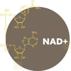 What is NAD+, nad molecule