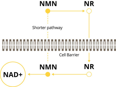 NMN vs NR pathway difference