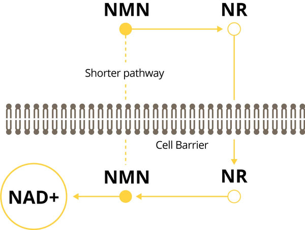 NMN Pathway to NAD+