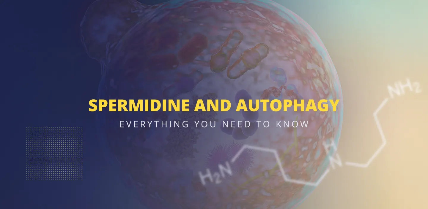 Spermidine and autophagy, everything you need to know about this fasting mimicking supplement